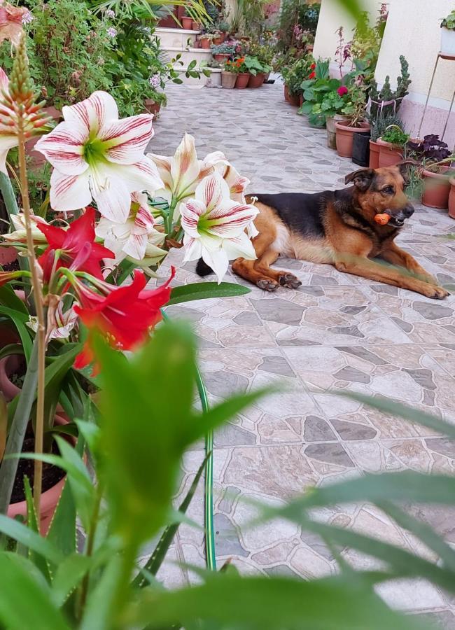 Vila Kodra Тирана Экстерьер фото